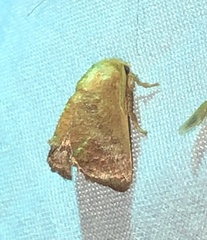 Zygaenoidea