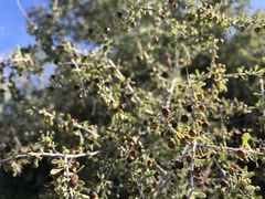 Condalia globosa