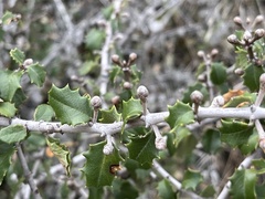 Ceanothus jepsonii