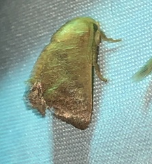Zygaenoidea