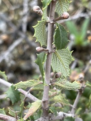Ceanothus jepsonii