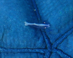 Zenopontonia soror