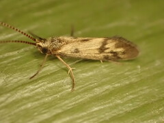 Conoesucidae