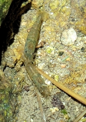 Caridina