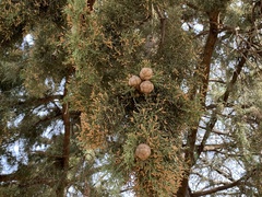 Cupressus sargentii