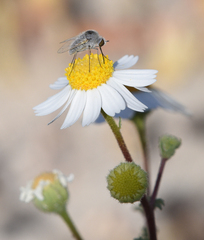 Perityle crassifolia