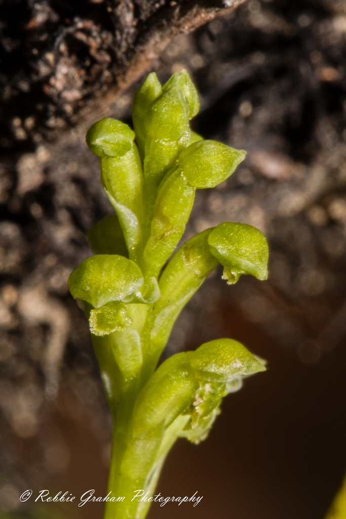 Onion Orchids from Ruapehu District Council, Manawatu-Wanganui, New ...