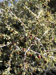 Condalia globosa