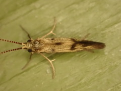 Conoesucidae