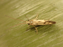 Conoesucidae