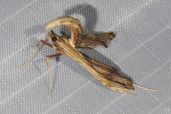Lineodes