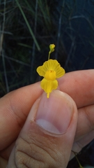 Utricularia gibba