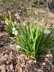 Leucojum