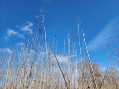 Ambrosia trifida trifida