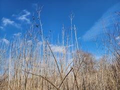 Ambrosia trifida trifida
