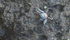 Grapsus grapsus