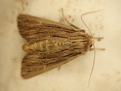 Ichneutica steropastis