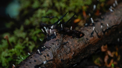 Xylaria hypoxylon
