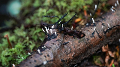 Xylaria hypoxylon
