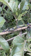 Xestotrachelus robustus