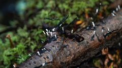 Xylaria hypoxylon