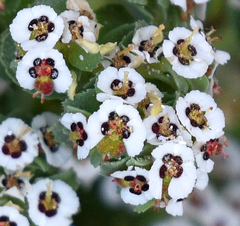 Euphorbia leucophylla