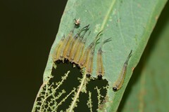 Lophyrotoma interrupta