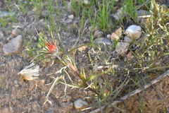 Castilleja affinis affinis