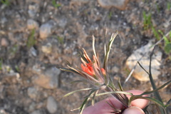 Castilleja affinis affinis