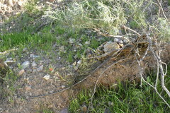 Castilleja affinis affinis