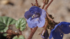 Phacelia campanularia campanularia