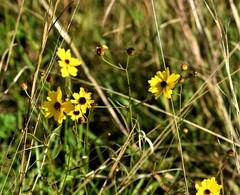 Coreopsis leavenworthii