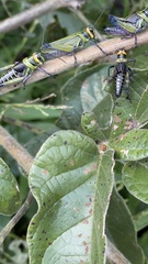 Xestotrachelus robustus