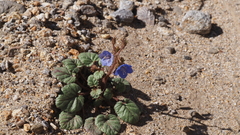 Phacelia campanularia campanularia