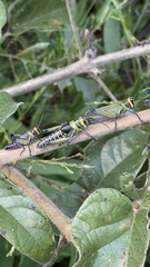 Xestotrachelus robustus