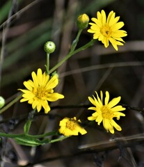 Heterotheca subaxillaris