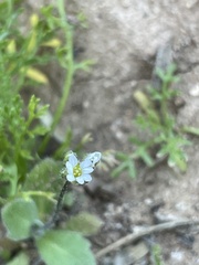 Tomostima cuneifolia