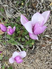 Magnolia liliiflora