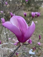Magnolia liliiflora