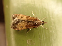 Eudonia asterisca