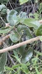 Xestotrachelus robustus