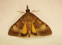 Uresiphita maorialis