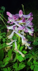 Corydalis