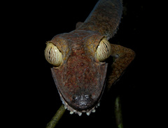 Common Flat-Tail Gecko photo 5