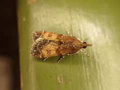 Eudonia asterisca