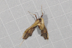 Lineodes