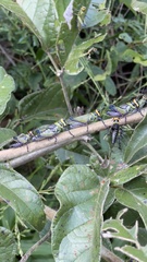 Xestotrachelus robustus