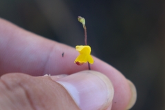 Utricularia trichophylla