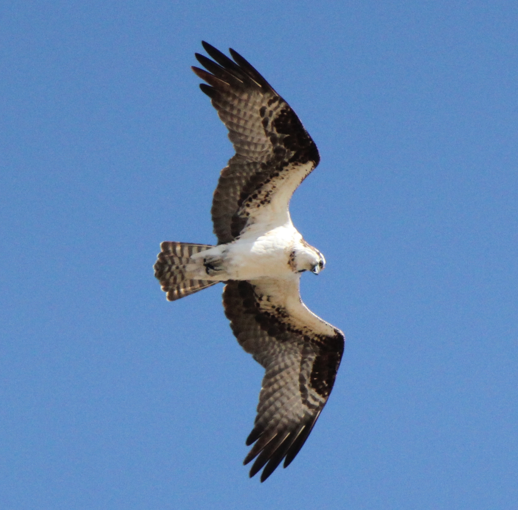 The Osprey (Pandion haliaetus), sometimes known as the sea hawk, fish eagle  or fish hawk, is a diurnal, fish-eating bird of prey. - Stock Image -  Everypixel