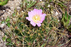 Gymnocalycium monvillei